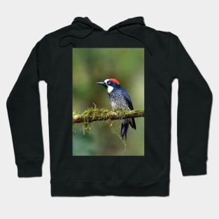 Acorn Woodpecker Hoodie